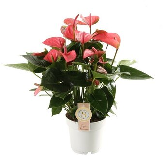 Anthurium &quot;Pink Champion&quot; (3)