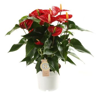 Anthurium &quot;Red Champion&quot;  (15)