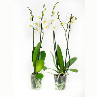 Phalaenopsis Springtime (PHSU02G02A)