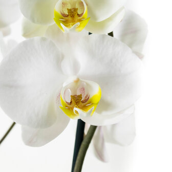 Phalaenopsis Springtime (PHSU02G02A)