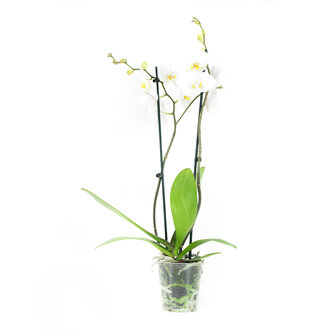 Phalaenopsis Springtime (PHSU02G02A)