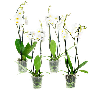 Phal Springtime 2T12+ (4 stuks) (PHSU02G02A)