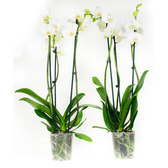 Phalaenopsis Wit (PH3803G02B)