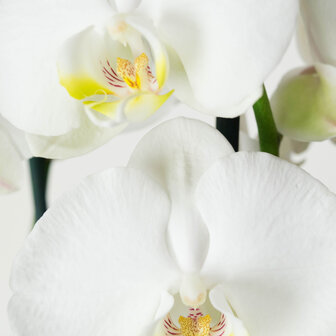 Phalaenopsis Wit (PH3803G02B)