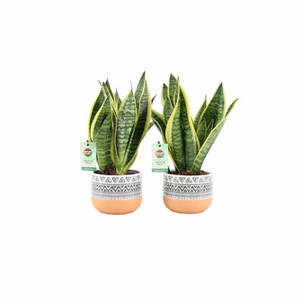 Sansevieria Futura Superba (SAN12NAZ)