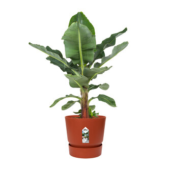 Bananenplant in Elho&reg; Greenville pot (DPmusa21)