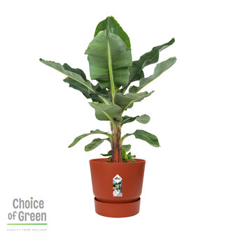 Bananenplant in Elho&reg; Greenville pot (DPmusa21)