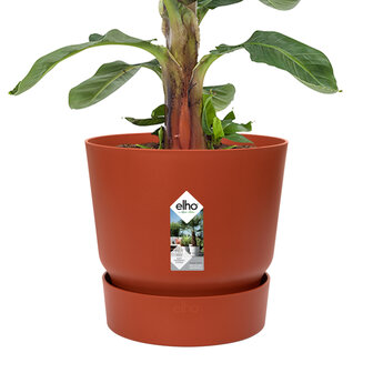 Bananenplant in Elho&reg; Greenville pot (DPmusa21)