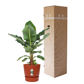 Bananenplant in Elho&reg; Greenville pot (DPmusa21)