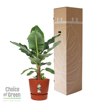 Bananenplant in Elho&reg; Greenville pot (DPmusa21)