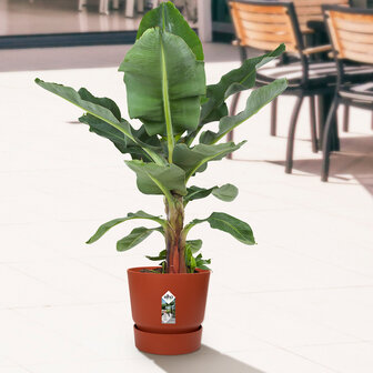 Bananenplant in Elho&reg; Greenville pot (DPmusa21)