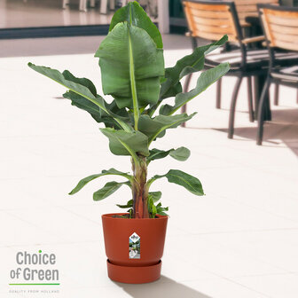 Bananenplant in Elho&reg; Greenville pot (DPmusa21)