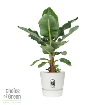 Bananenplant in Elho&reg; Greenville pot (DPmusa21)