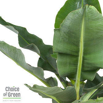 Bananenplant in Elho&reg; Greenville pot (DPmusa21)