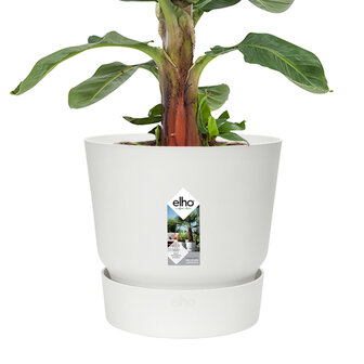 Bananenplant in Elho&reg; Greenville pot (DPmusa21)