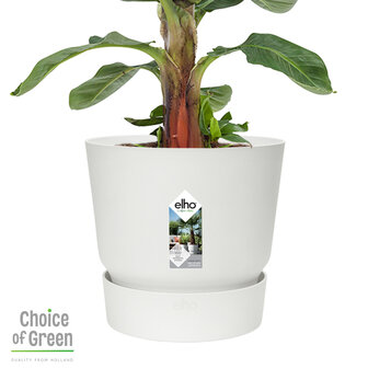 Bananenplant in Elho&reg; Greenville pot (DPmusa21)