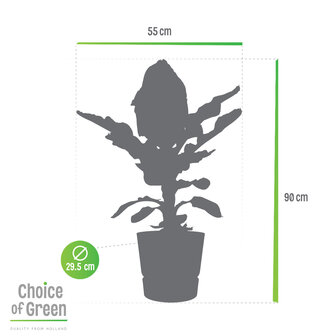 Bananenplant in Elho&reg; Greenville pot (DPmusa21)