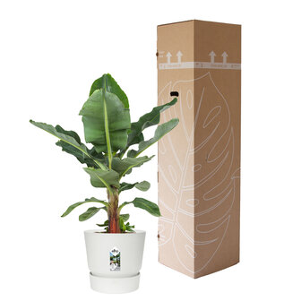 Bananenplant in Elho&reg; Greenville pot (DPmusa21)