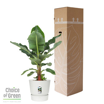 Bananenplant in Elho&reg; Greenville pot (DPmusa21)