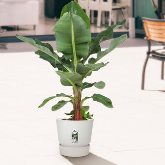 Bananenplant in Elho&reg; Greenville pot (DPmusa21)