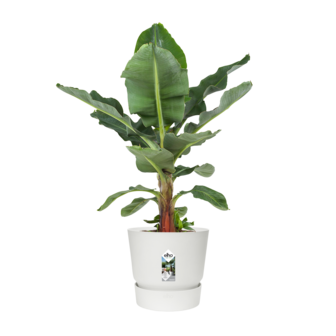 Bananenplant in Elho&reg; Greenville pot (DPmusa21)