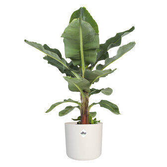 Musa in &reg; ELHO b.for soft sierpot (DPmusa21)