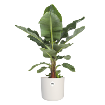 Musa in &reg; ELHO b.for soft sierpot (DPmusa21)