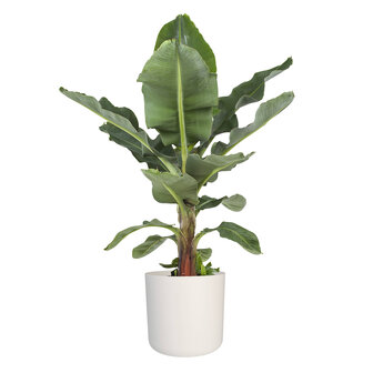 Musa in &reg; ELHO b.for soft sierpot (DPmusa21)