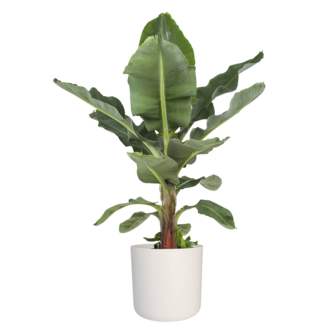 Musa in &reg; ELHO b.for soft sierpot (DPmusa21)