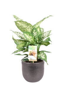 Dieffenbachia &#039;Compacta&#039;  in sierpot Mira (zwart) (VDIE17CO01)