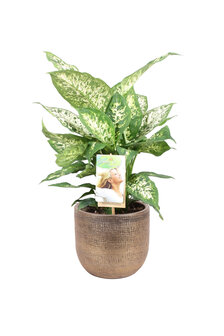 Dieffenbachia &#039;Compacta&#039;  in sierpot Mira (goudkleurig) (VDIE17CO01)