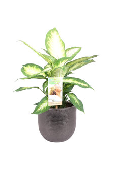 Dieffenbachia Camilla in sierpot Mira (zwart) (VDIE17CA01)