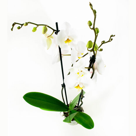 Phalaenopsis Springtime (PHSU02G02A)