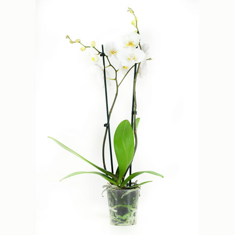 Phalaenopsis Springtime (PHSU02G02A)