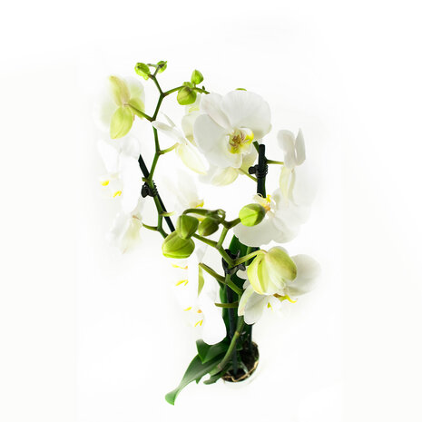 Phalaenopsis Wit (PH3803G02B)