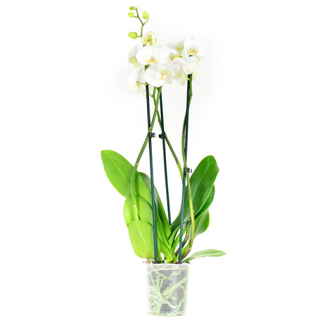 Phalaenopsis Wit (PH3803G02B)