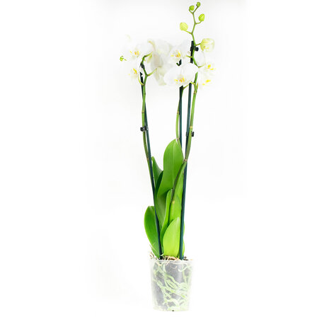 Phalaenopsis Wit (PH3803G02B)