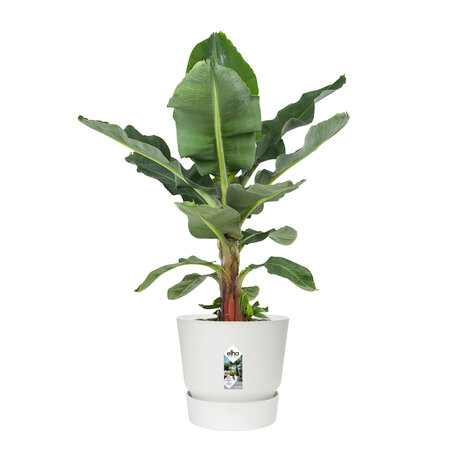 Bananenplant in Elho® Greenville pot (DPmusa21)