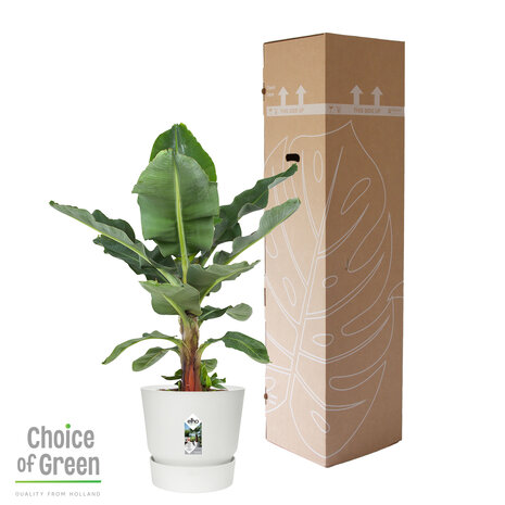 Bananenplant in Elho® Greenville pot (DPmusa21)