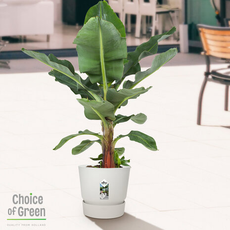 Bananenplant in Elho® Greenville pot (DPmusa21)