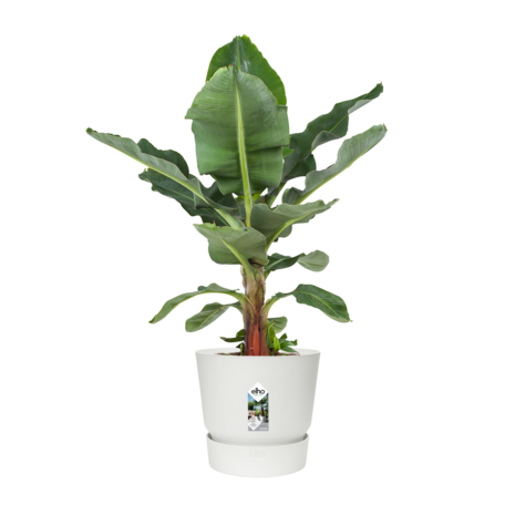 Bananenplant in Elho® Greenville pot (DPmusa21)