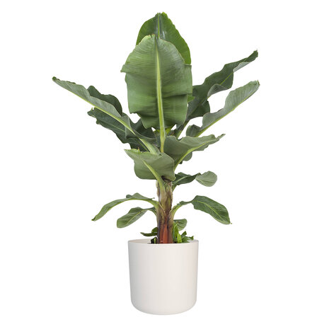 Musa in ® ELHO b.for soft sierpot (DPmusa21)