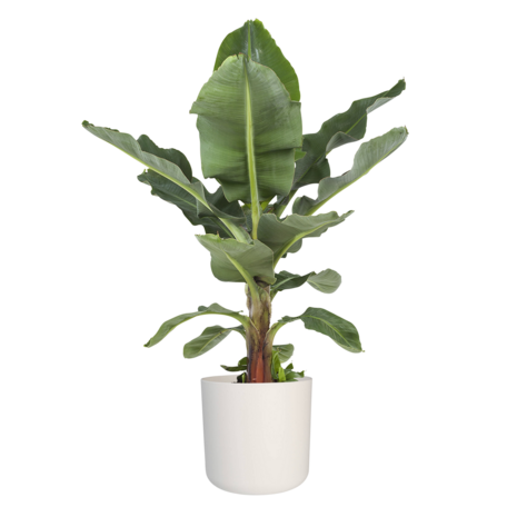 Musa in ® ELHO b.for soft sierpot (DPmusa21)